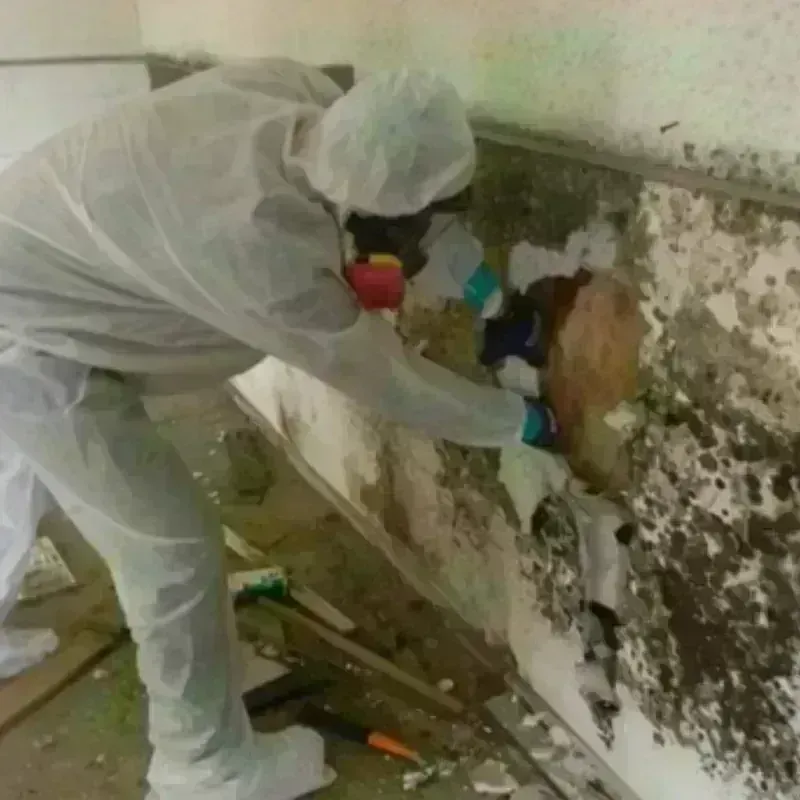 Mold Remediation and Removal in Sutherland, NE